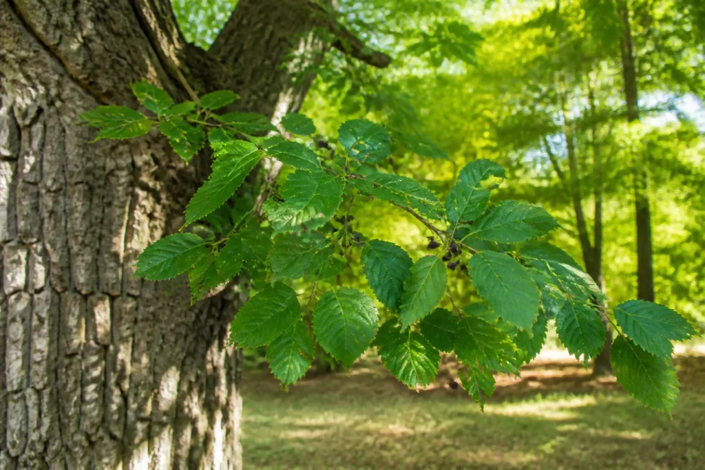 Branche de micocoulier aux fruits pourpres